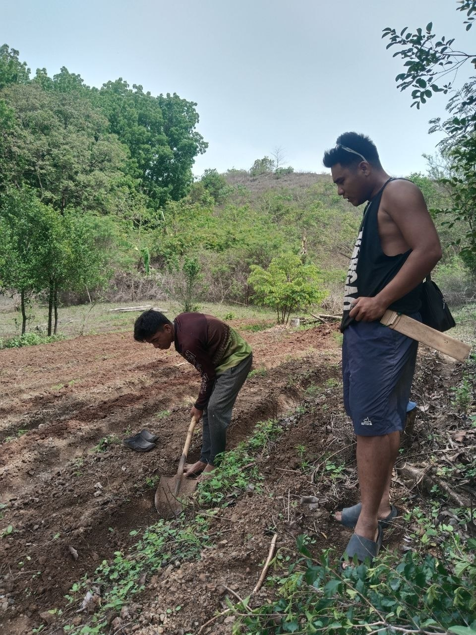 Farmers preparing soil for ube planting