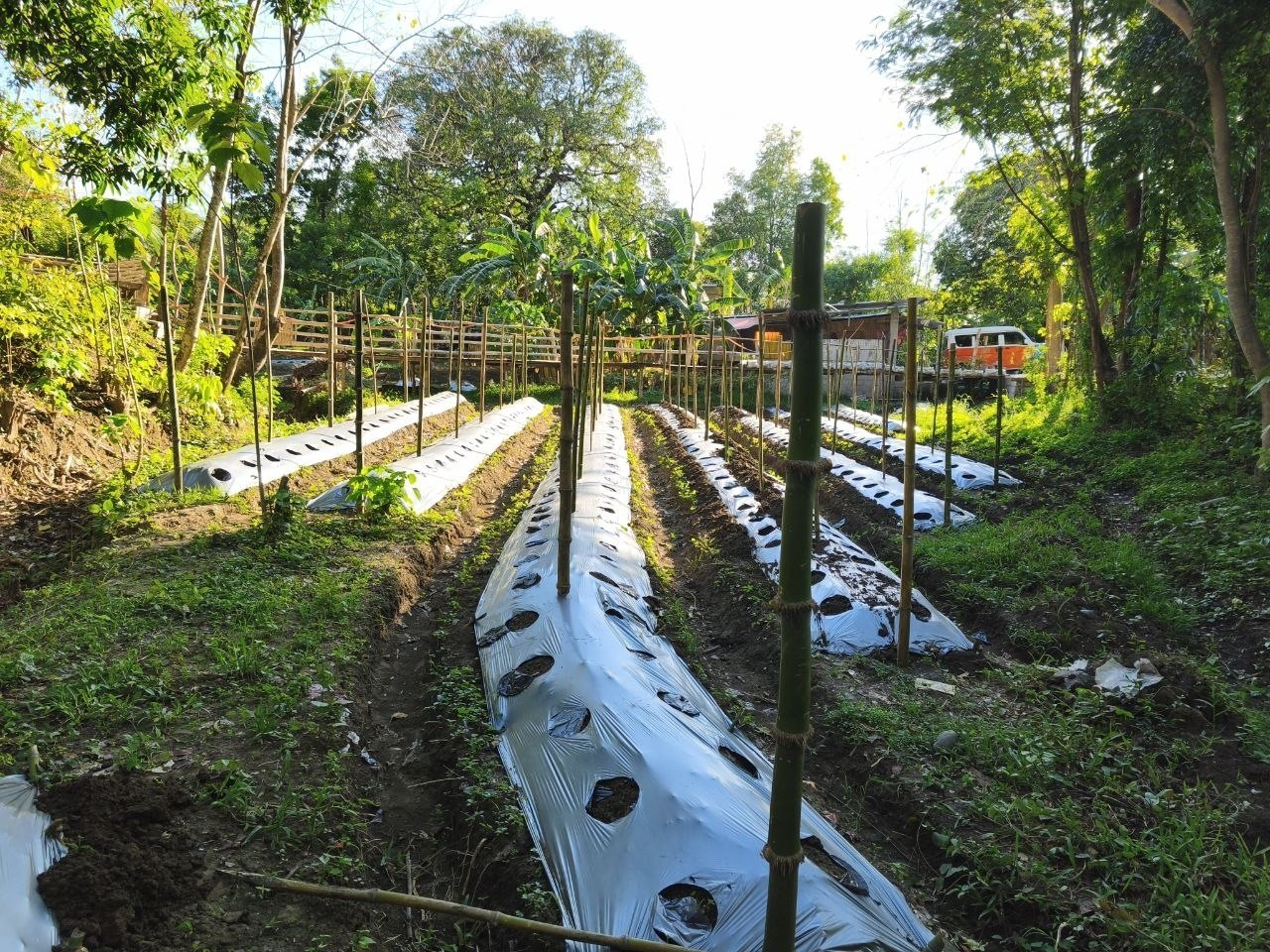 Freshly prepared ube planting rows on the farm