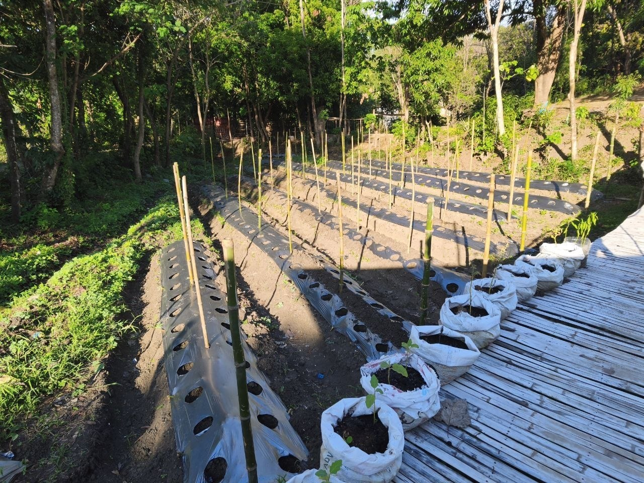 Young ube plants growing beside the farm walkway