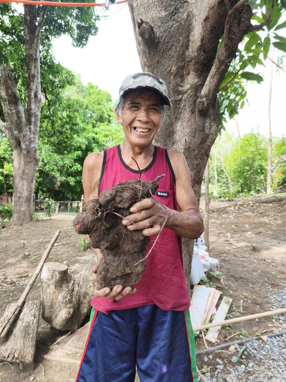 Farmer proudly holding a freshly harvested ube root