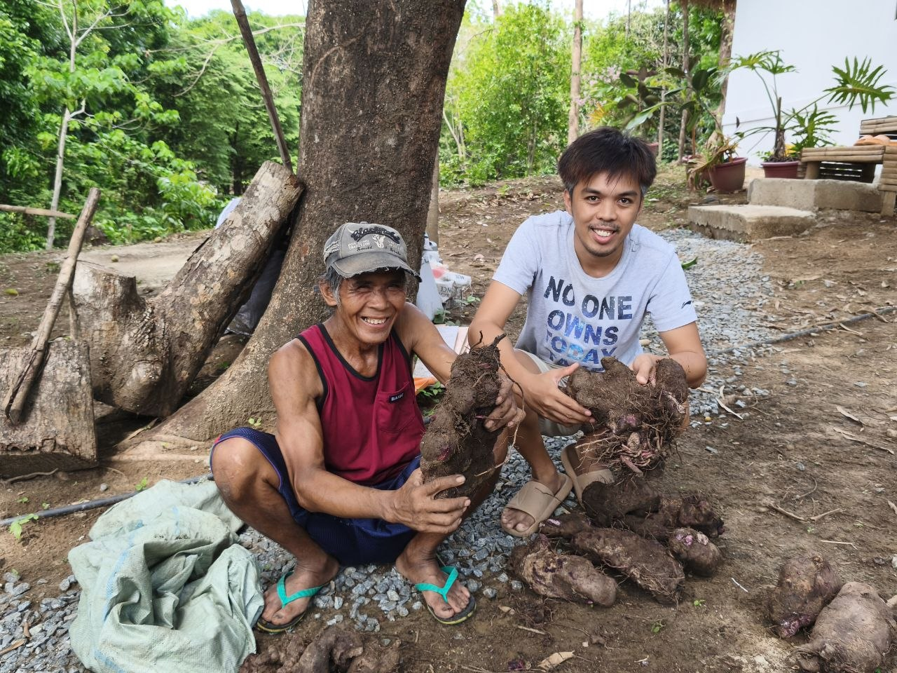 Farmers showing a harvest of large ube roots